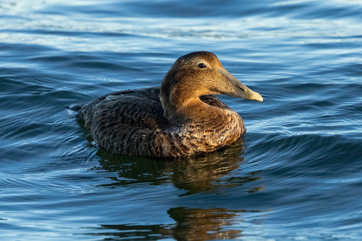Common Eider - ML646116314