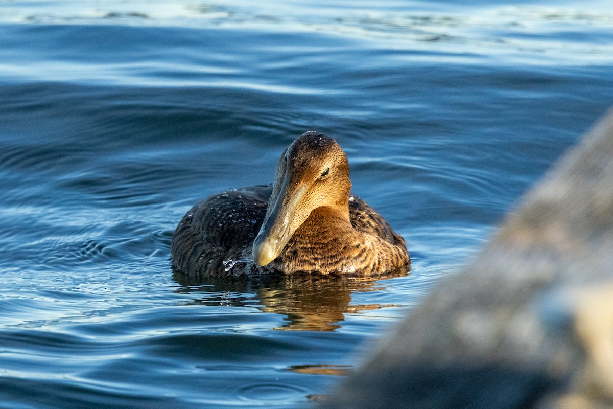 Common Eider - ML646116315