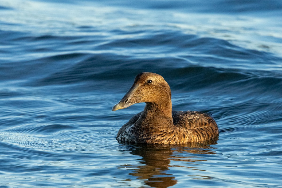 Common Eider - ML646116316
