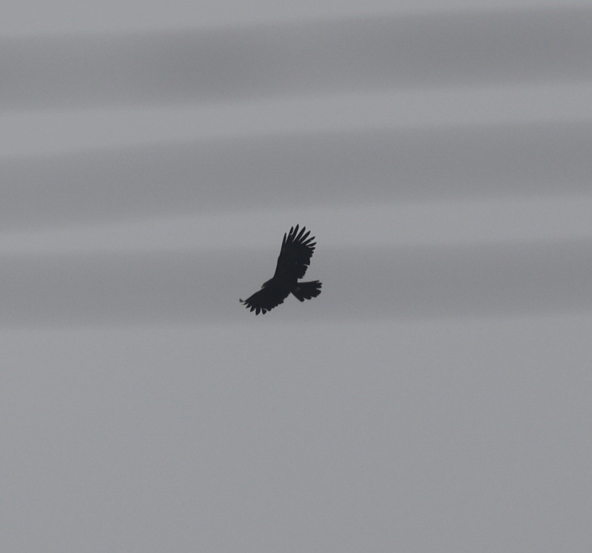 林鵰 - ML646116317