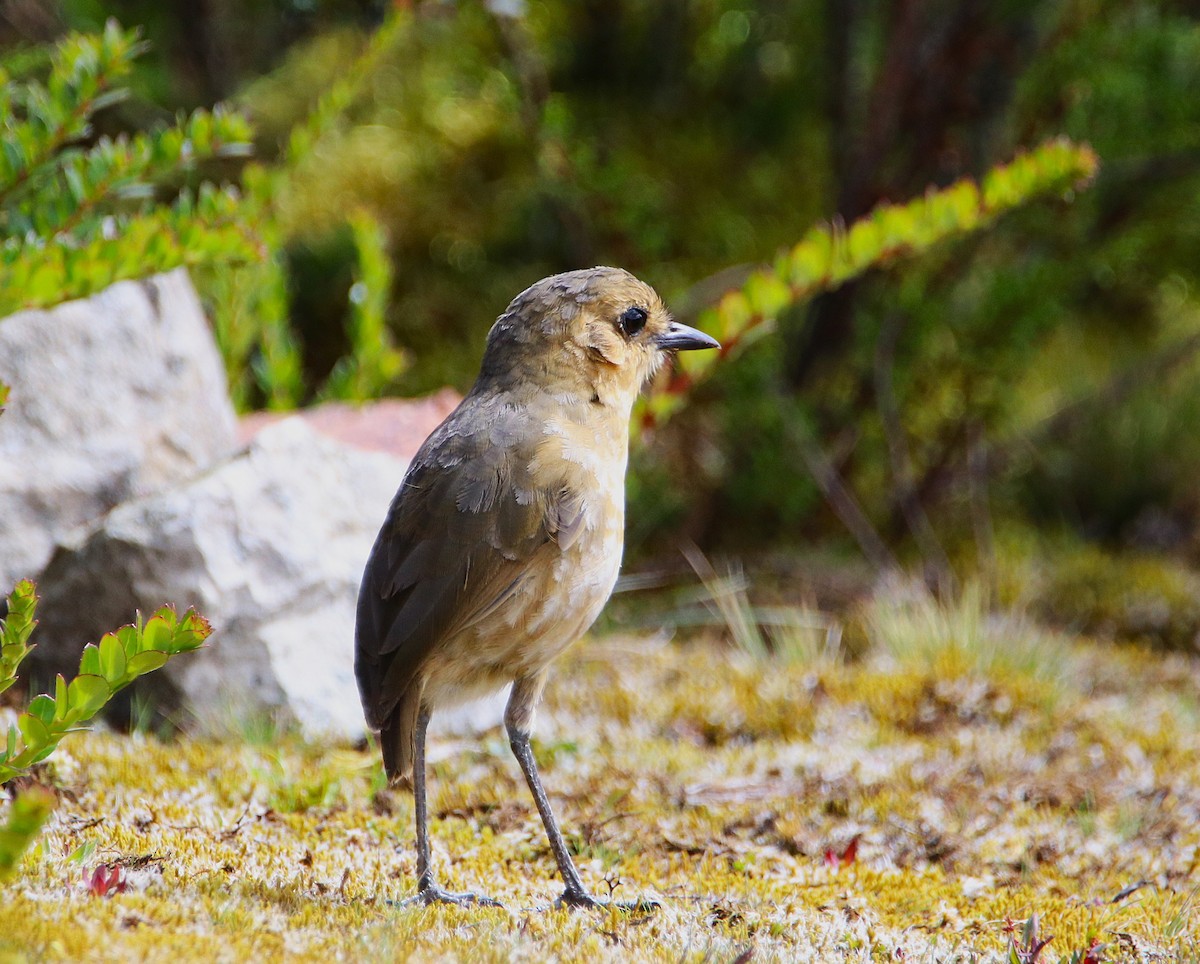 Boyaca Antpitta - ML646116318