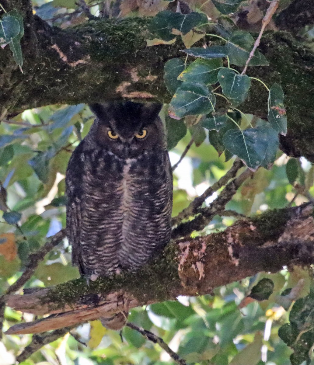 Пугач віргінський - ML646116319