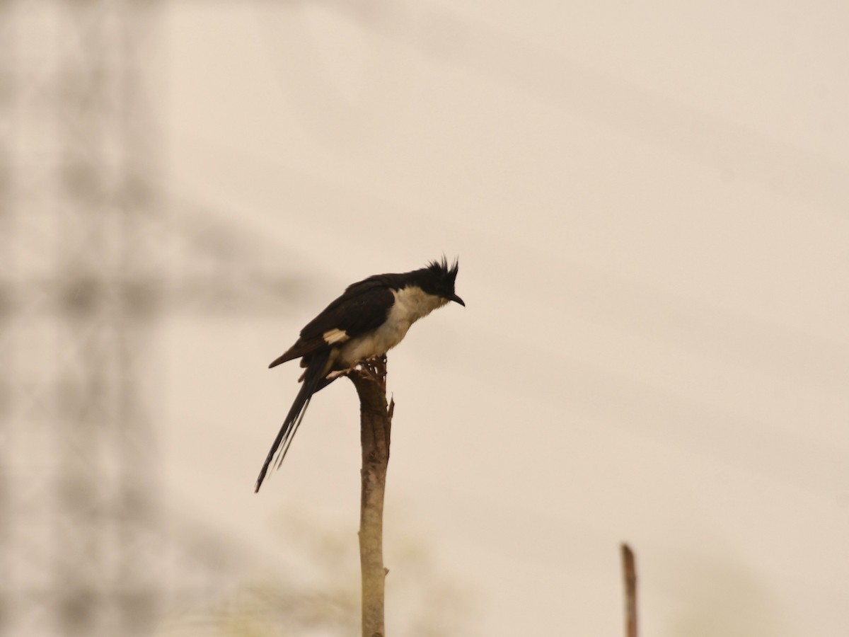 Зозуля строката - ML646116321