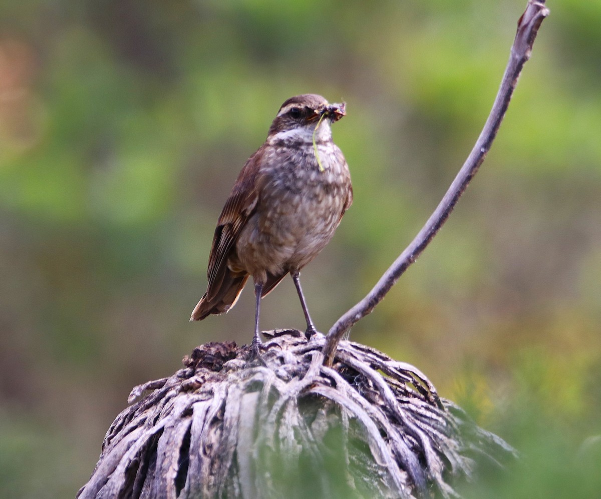 Трясихвіст білобровий - ML646116322