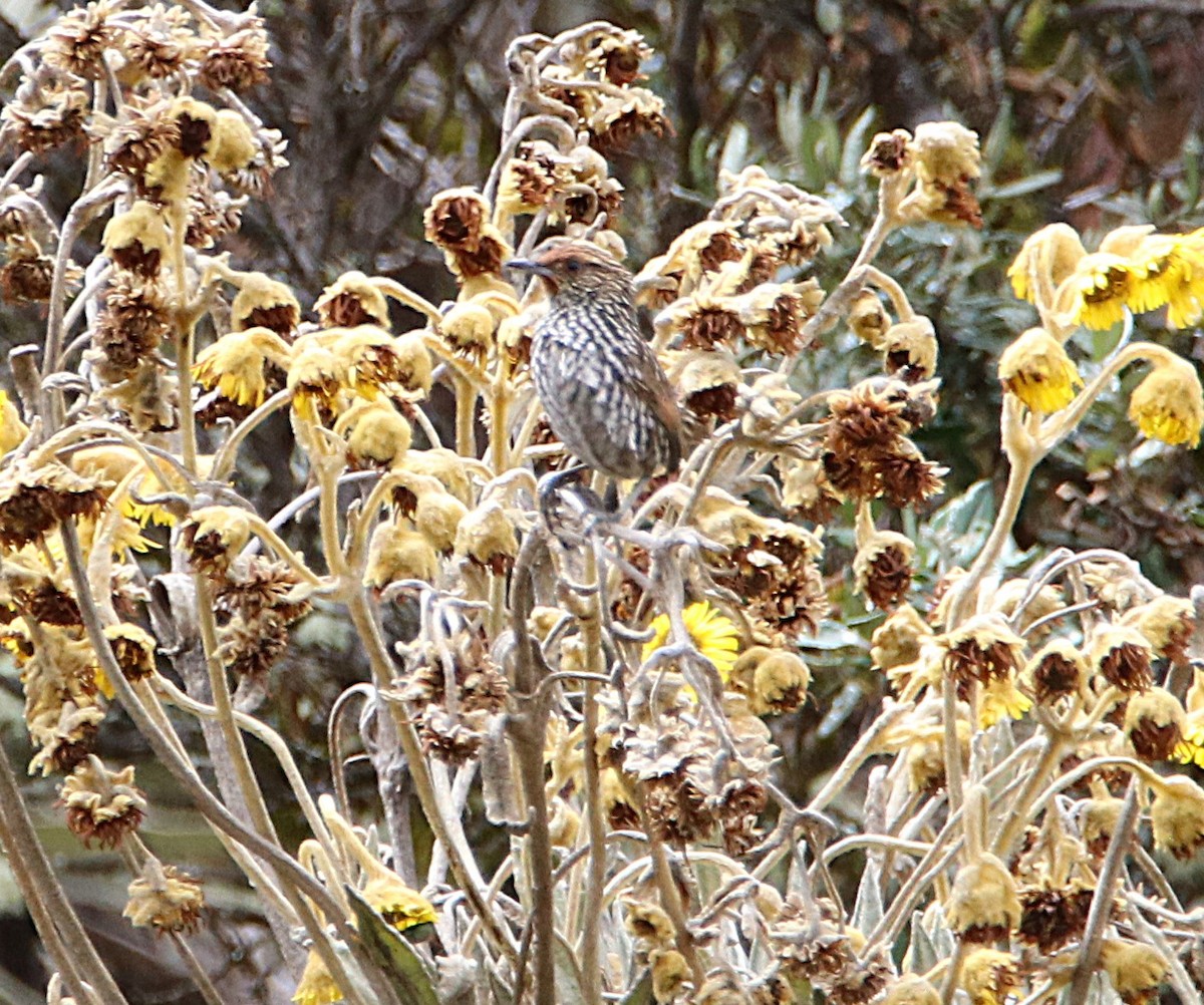 Канастеро смугастий - ML646116323