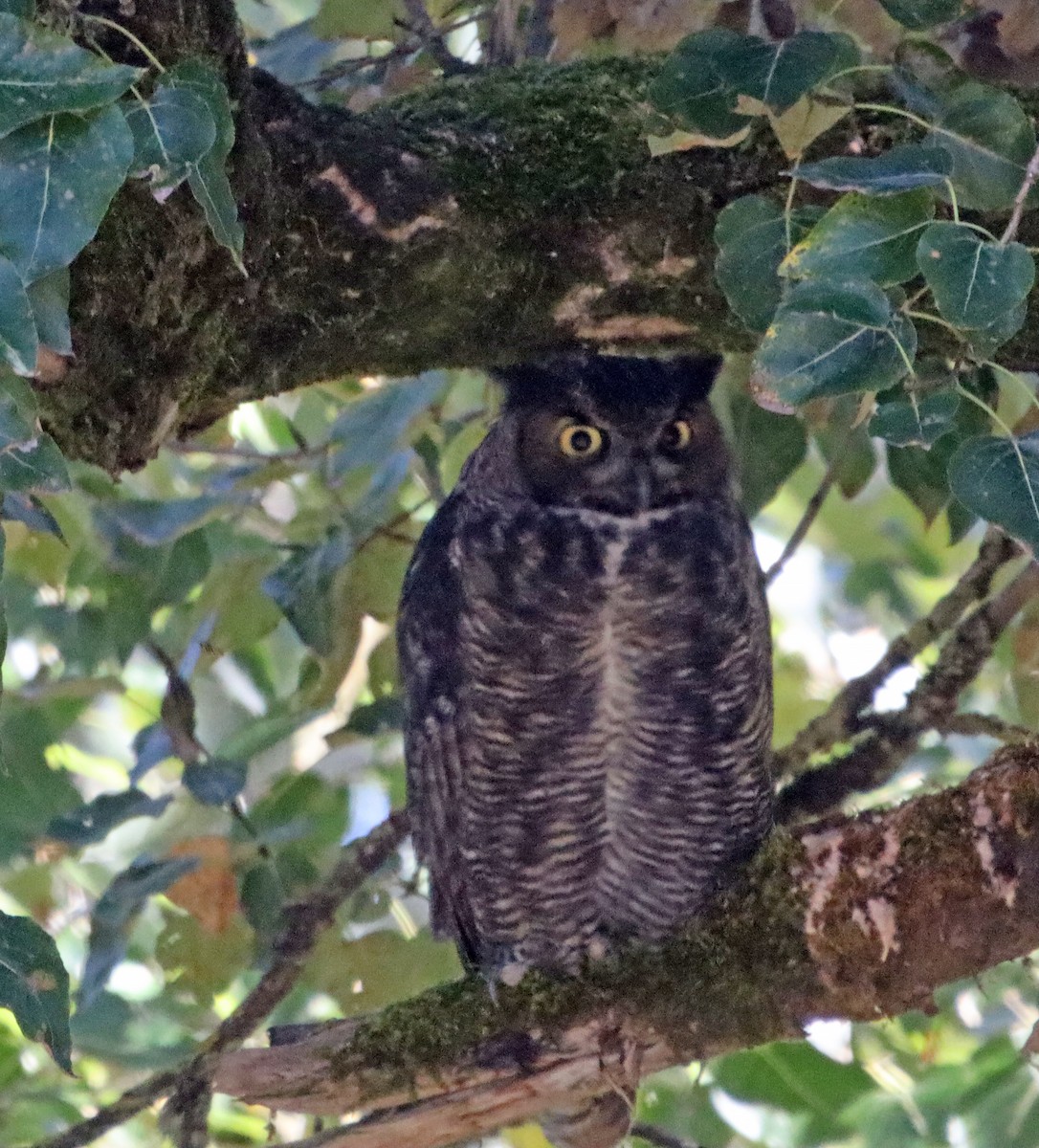 Пугач віргінський - ML646116324