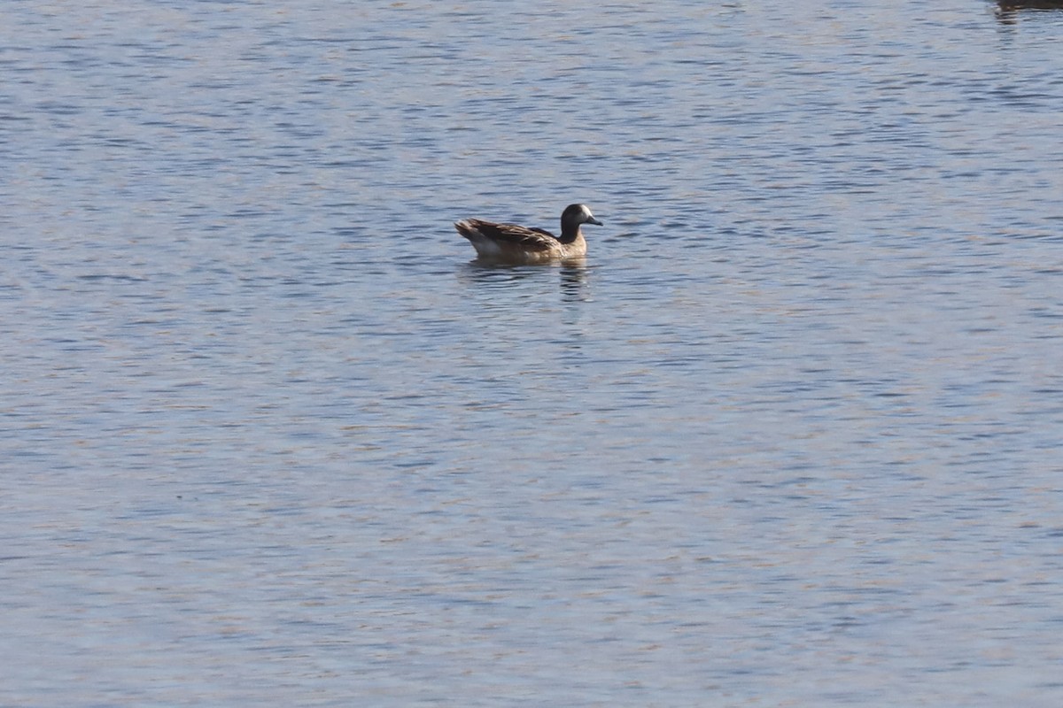 Свищ чилійський - ML646116325