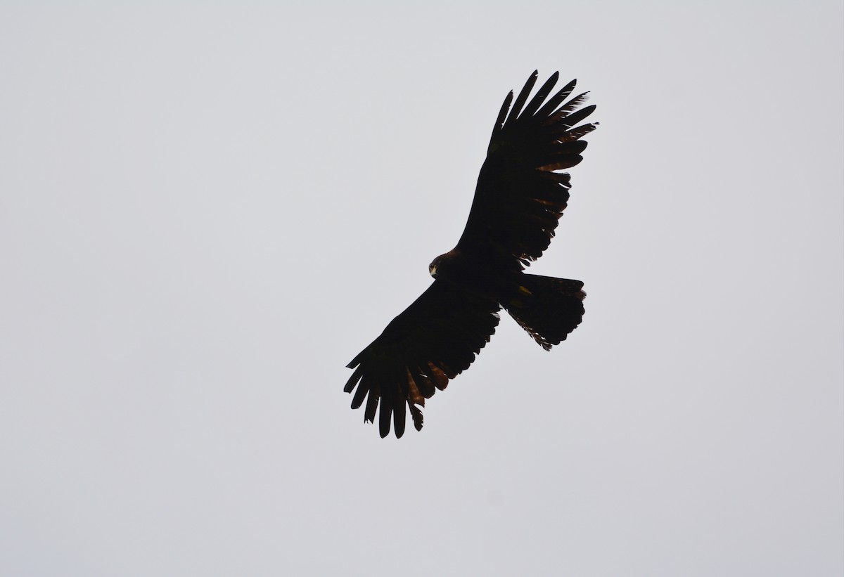 Орел чорний - ML646116327