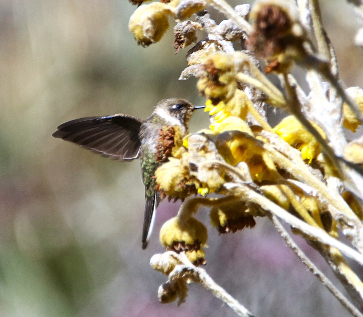 Колібрі строкаточубий - ML646116329