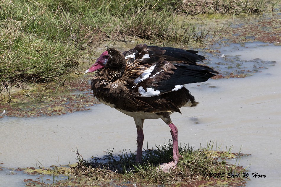 Шпорокрил - ML646116330