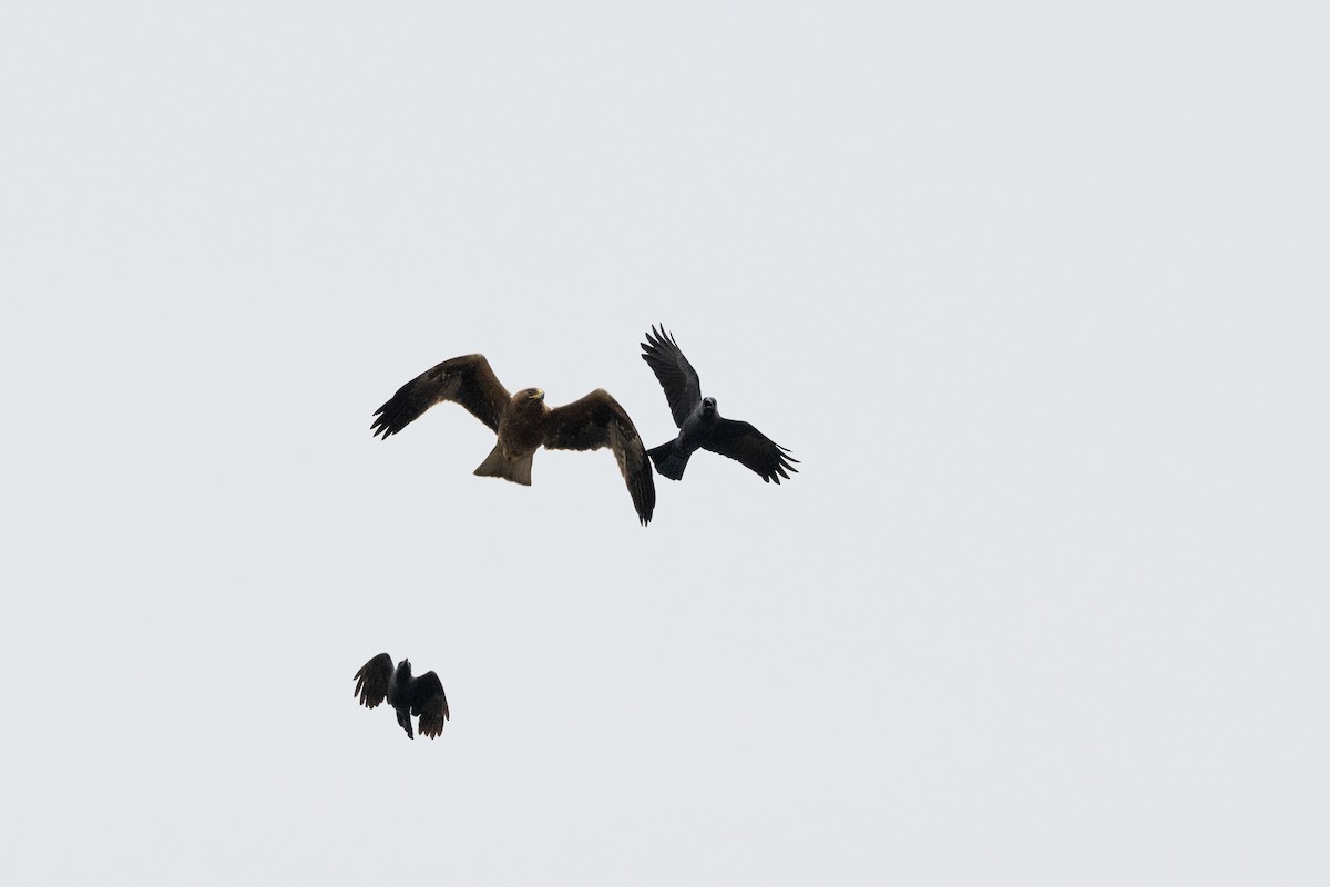 Орел-карлик малий - ML646116331