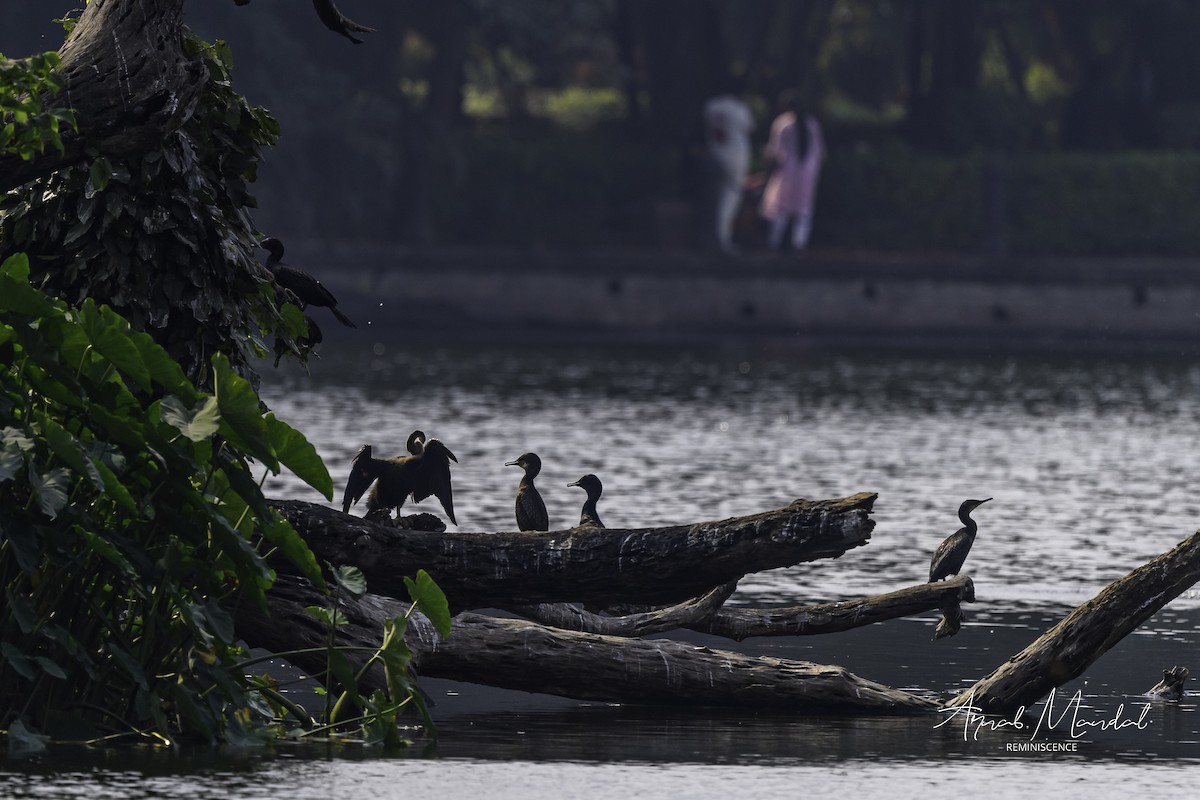 Баклан індійський - ML646116332