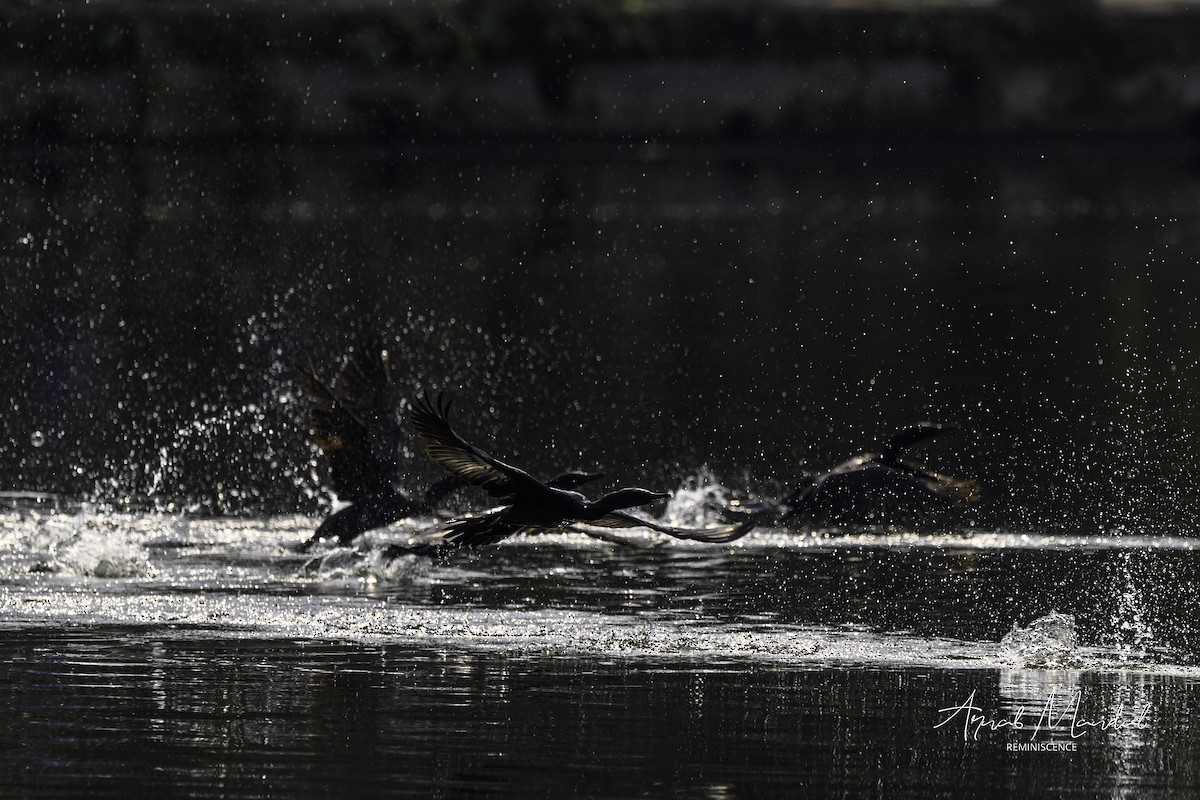 Баклан індійський - ML646116333