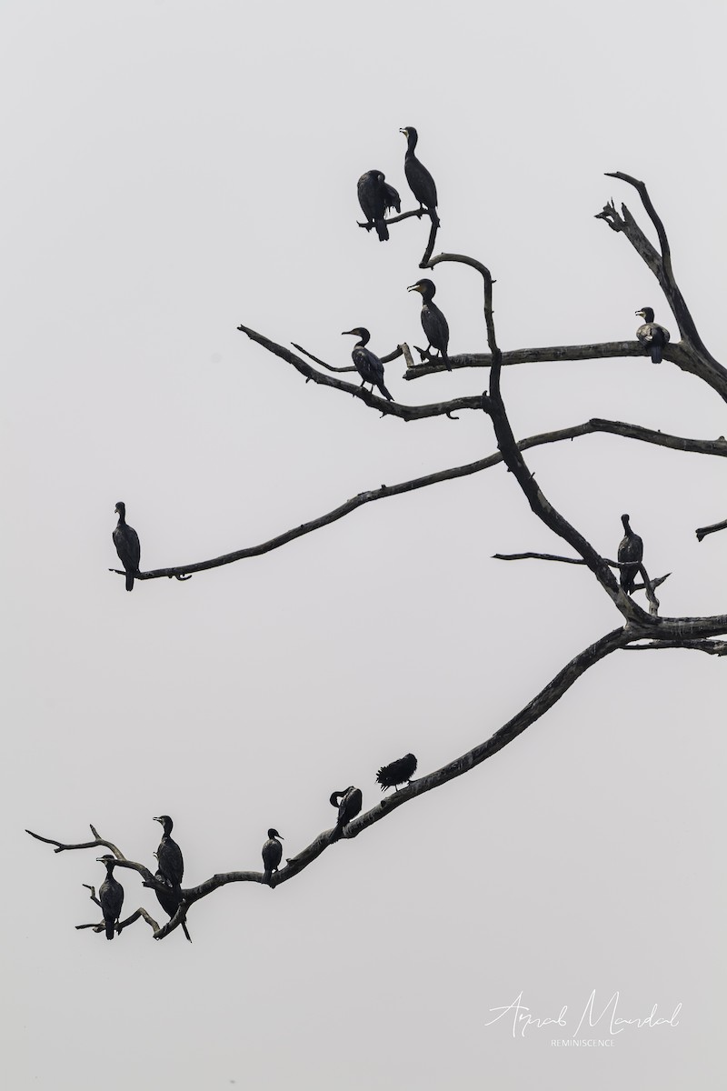 Баклан індійський - ML646116334