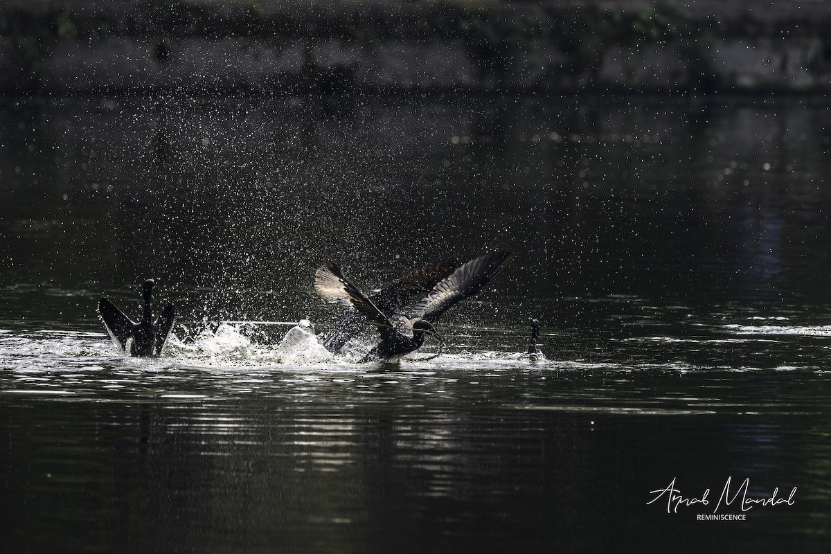 Баклан індійський - ML646116335