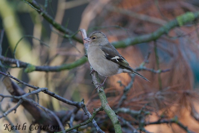 Зяблик звичайний - ML646116336