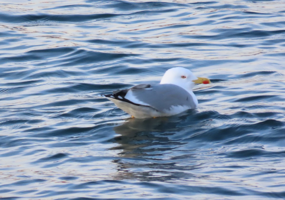 Мартин скельний - ML646116337