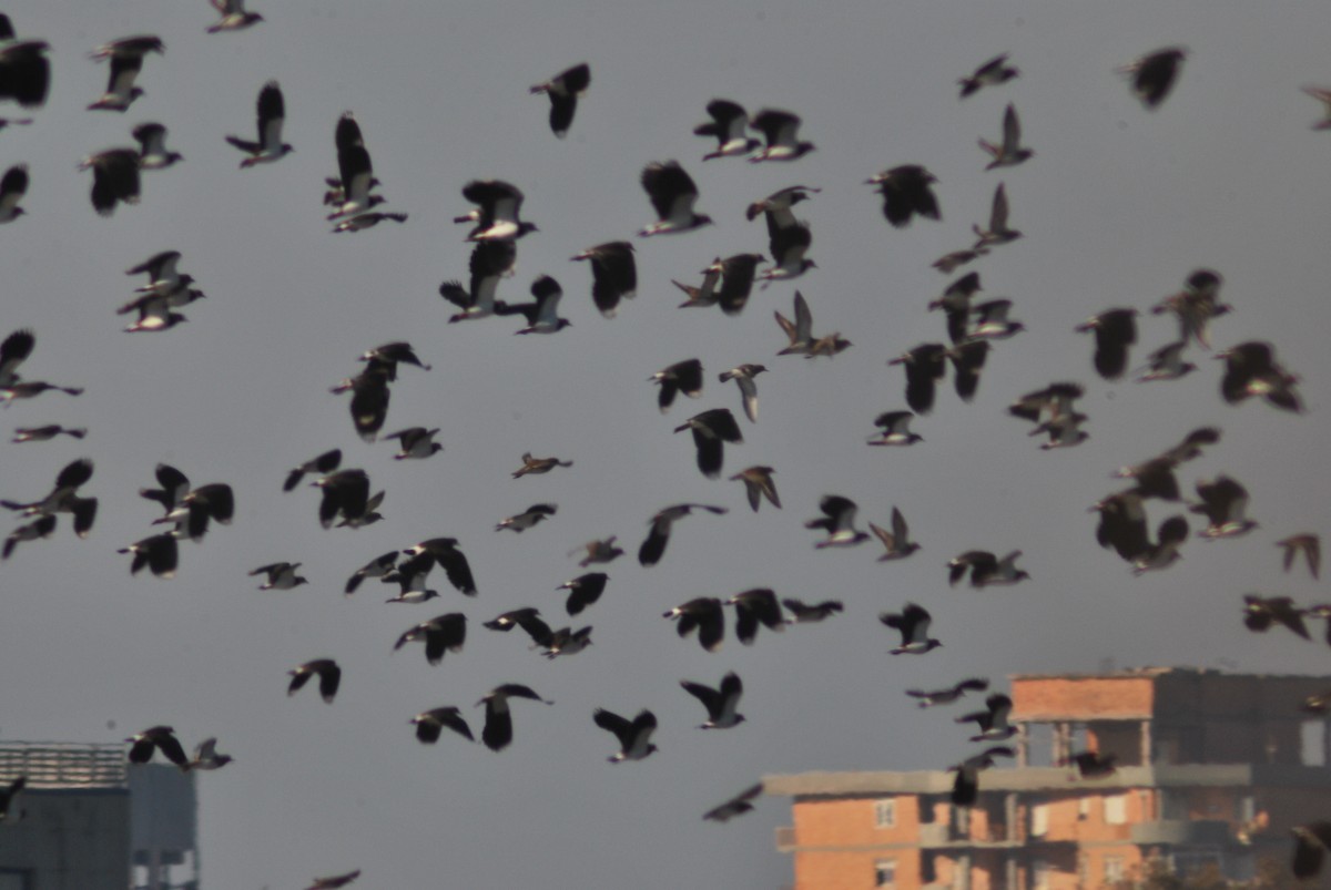 Чайка чубата - ML646116338