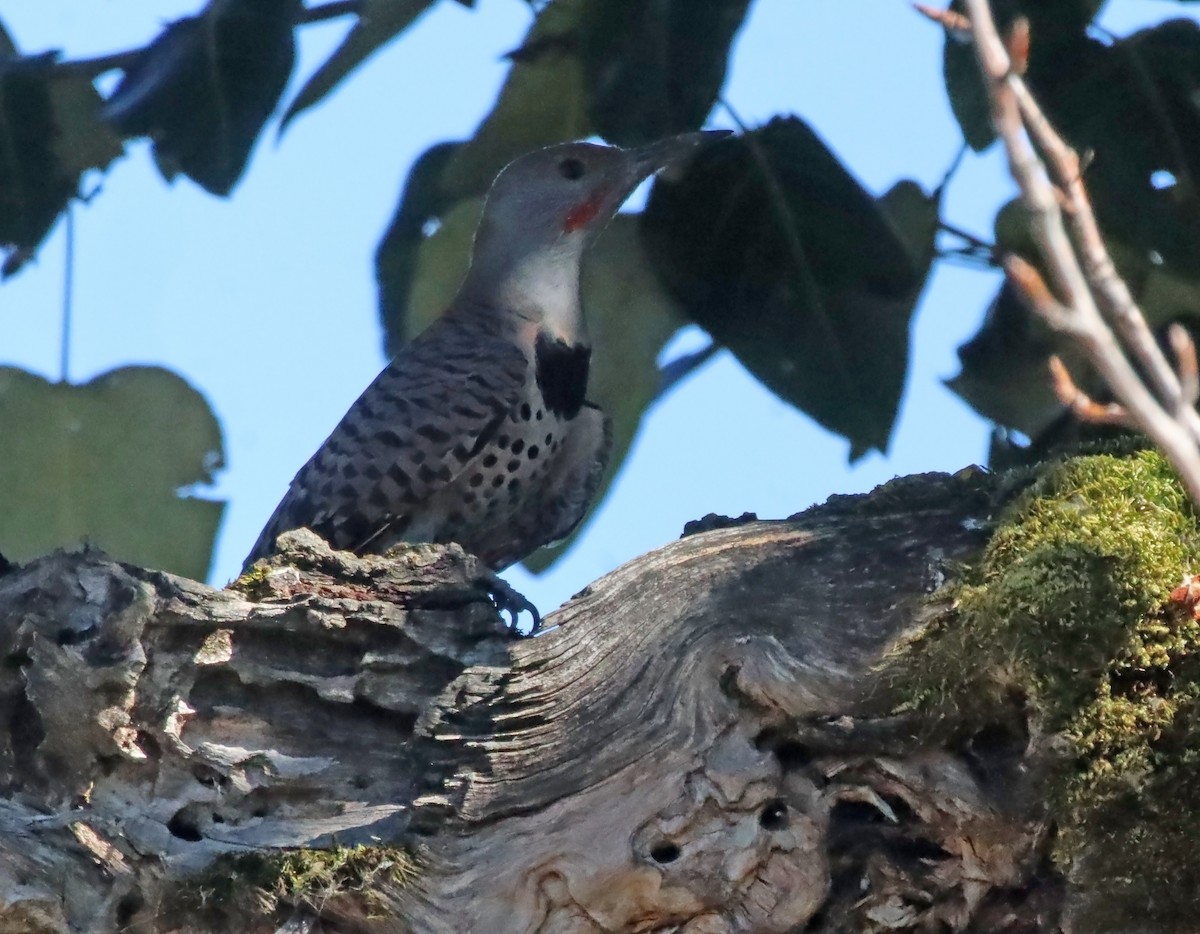 Декол золотистий - ML646116339