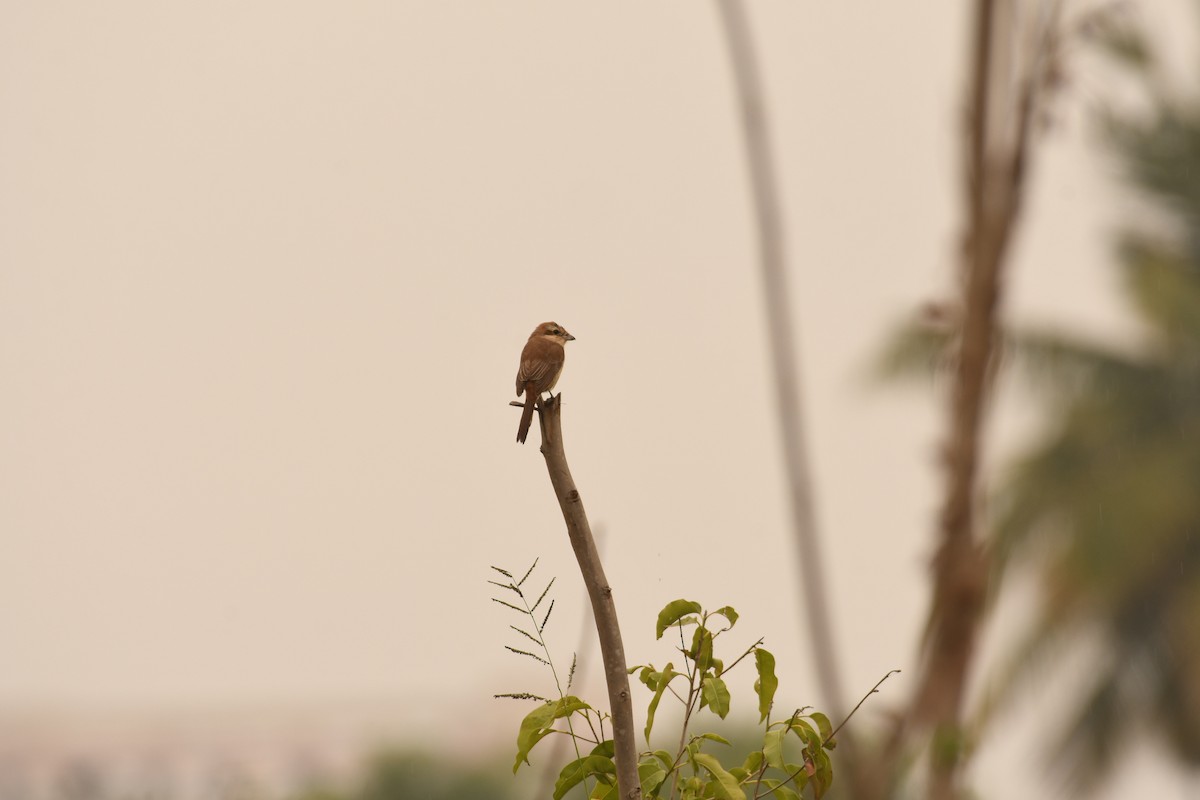 Сорокопуд сибірський - ML646116340