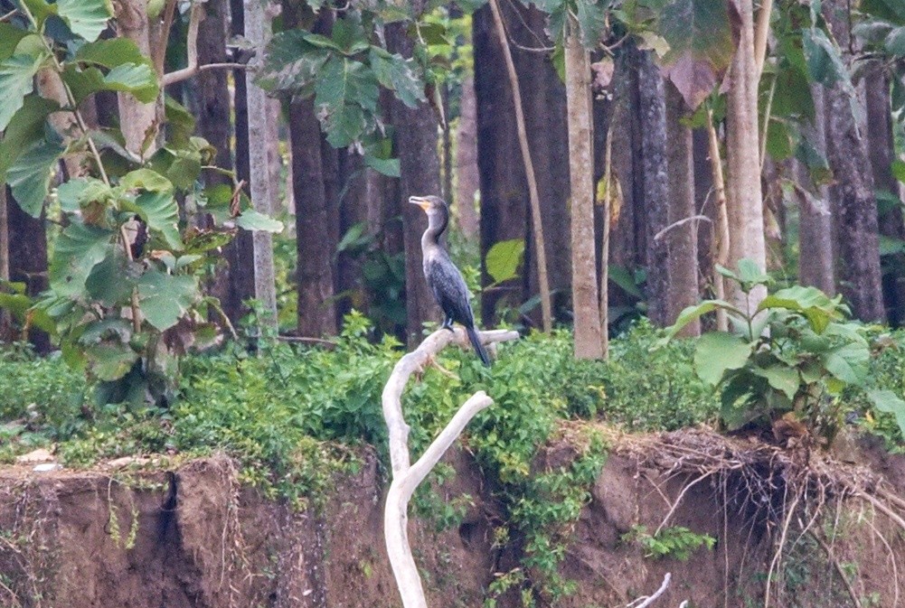 Баклан бразильський - ML646116341