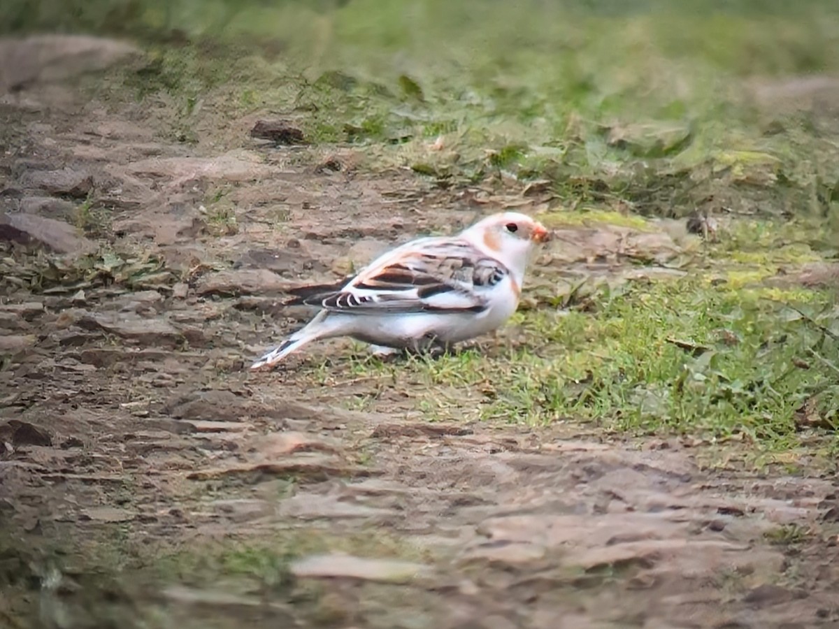 雪鵐 - ML646116342