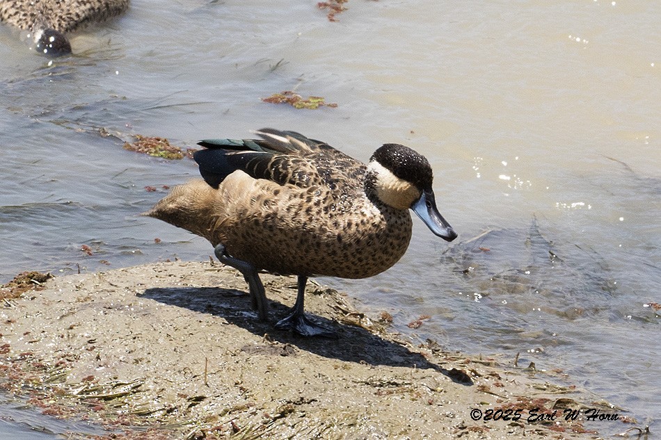 Чирянка жовтощока - ML646116343