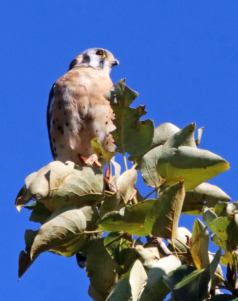 Боривітер американський - ML646116344