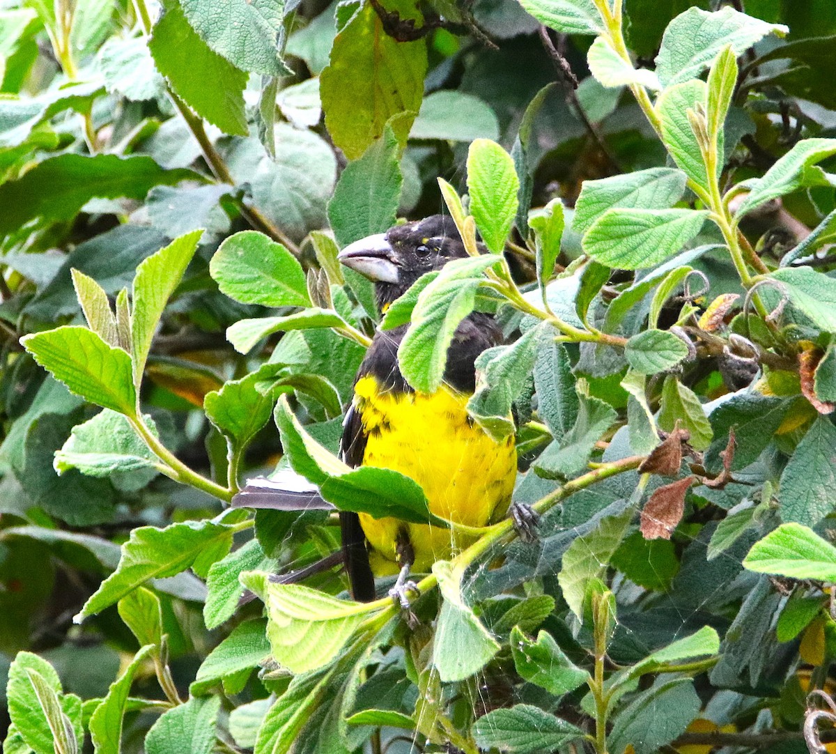 Кардинал-довбоніс золоточеревий - ML646116345