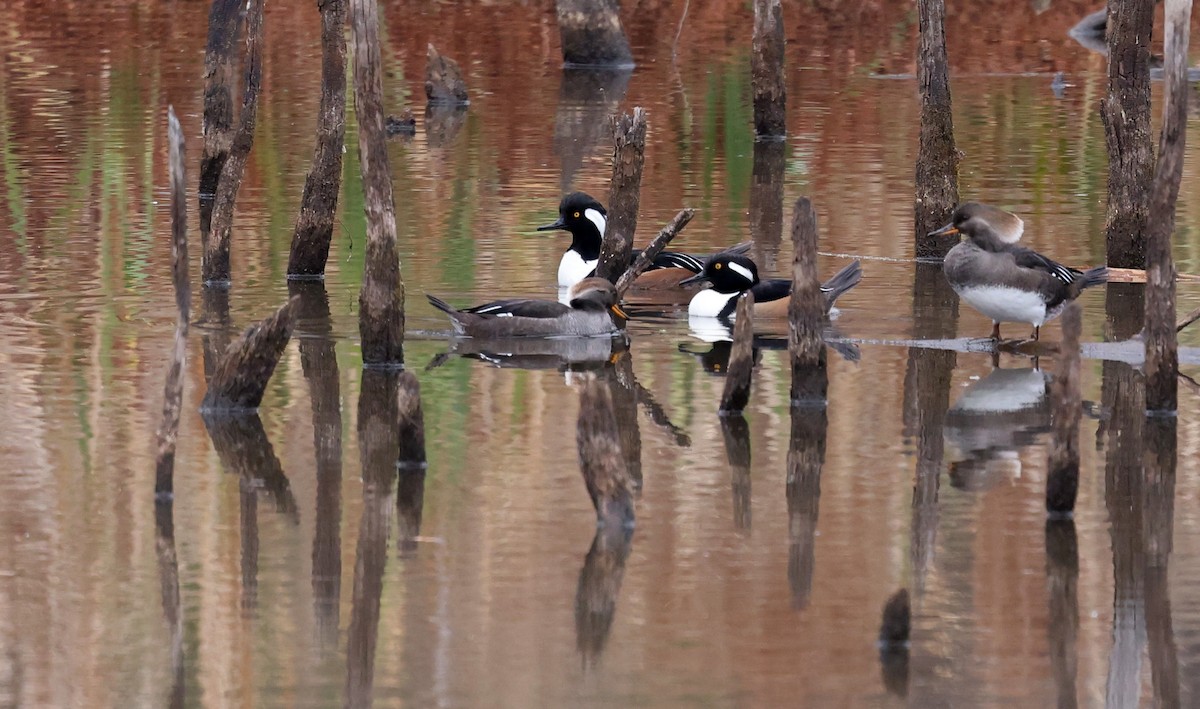 Hooded Merganser - ML646116349