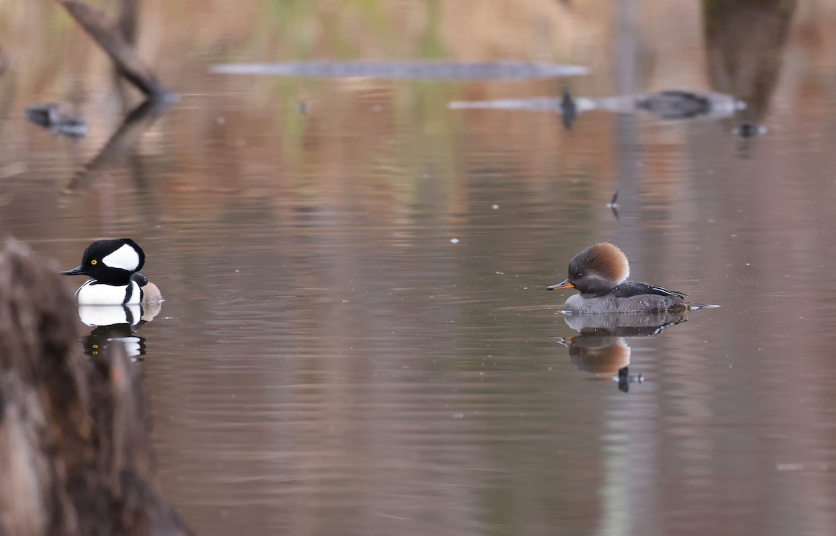 Hooded Merganser - ML646116350