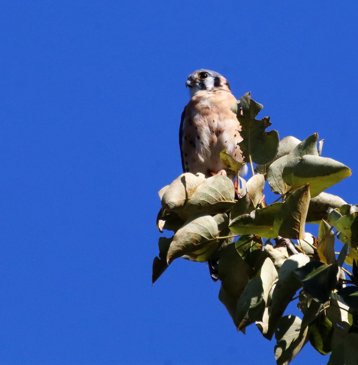 American Kestrel - ML646116351