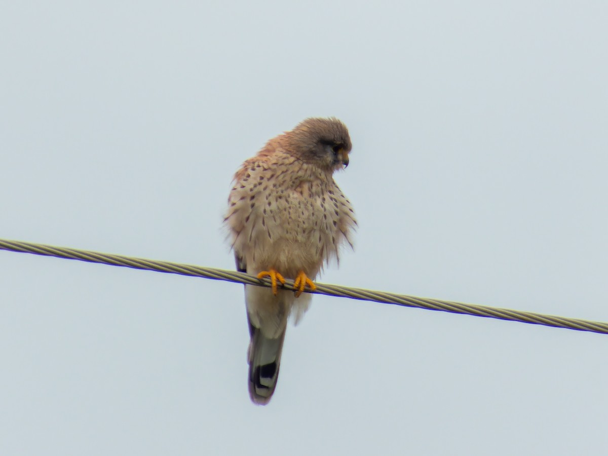 poštolka obecná - ML646116352