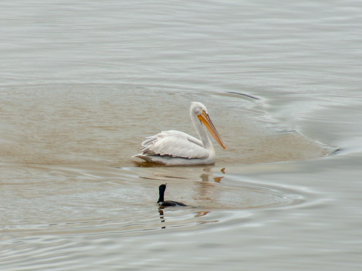 pelikán kadeřavý - ML646116353