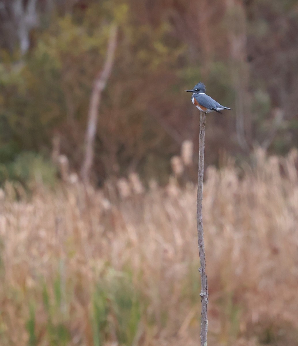 Belted Kingfisher - ML646116356