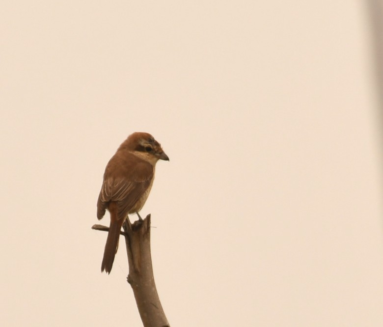 Brown Shrike - ML646116359