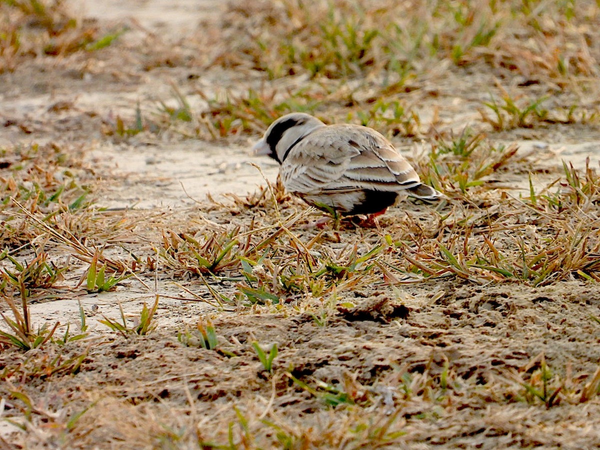 Ashy-crowned Sparrow-Lark - ML646116360