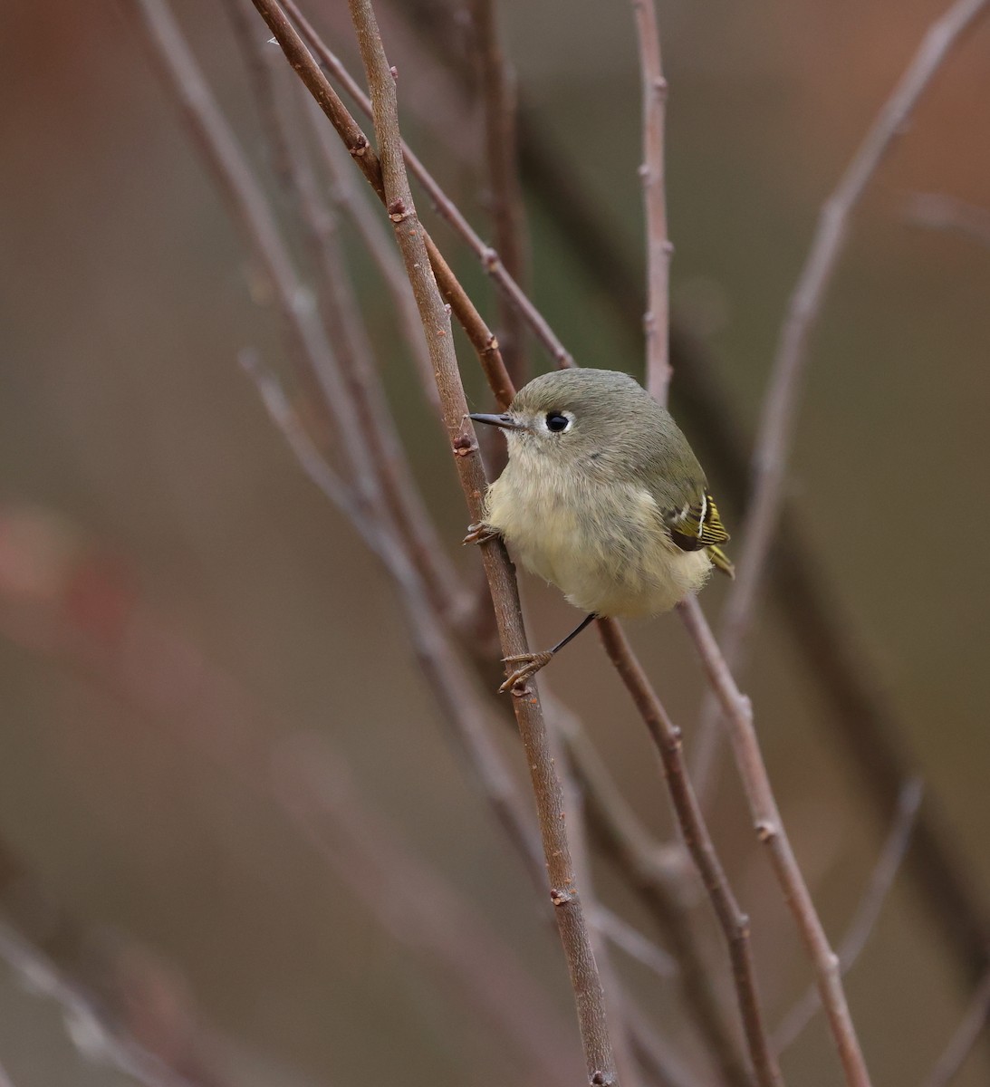 Золотомушка рубіновочуба - ML646116361