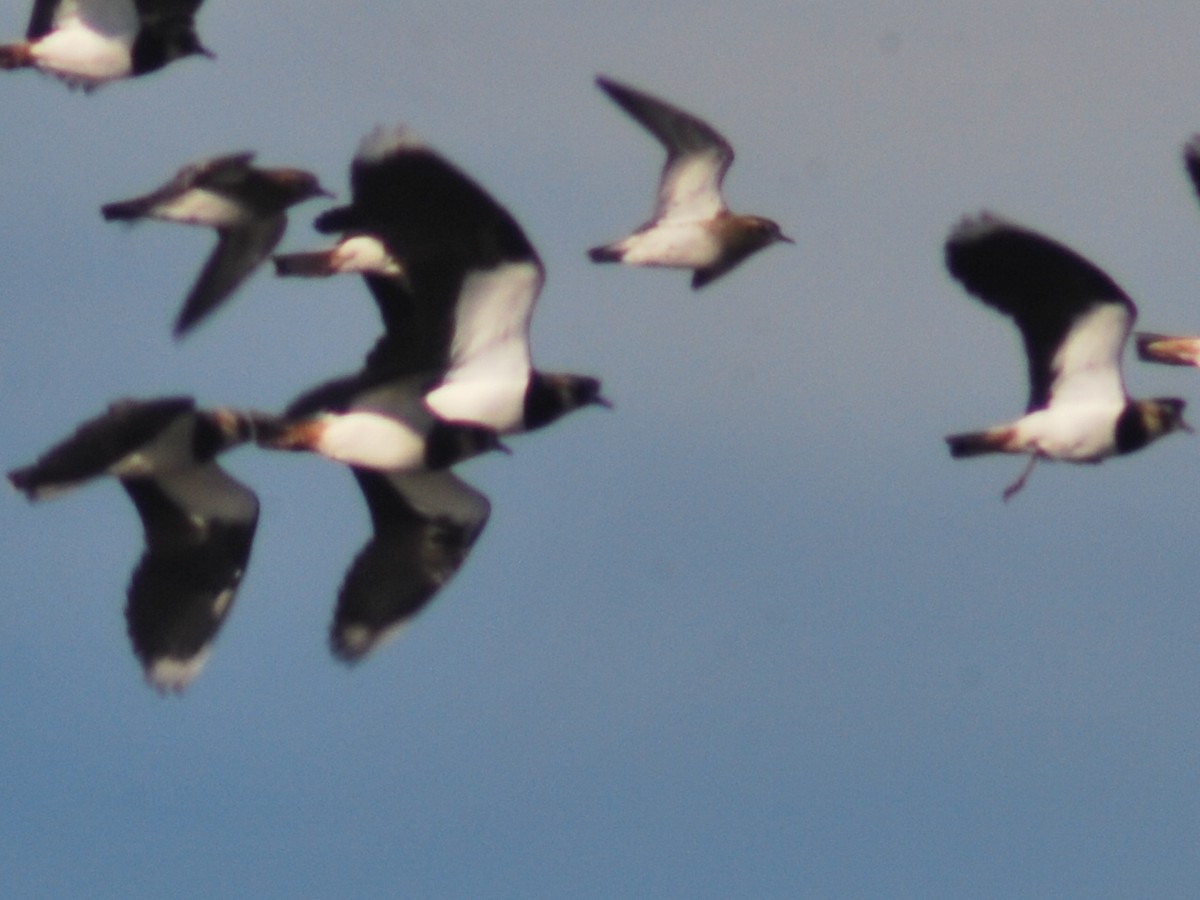 Northern Lapwing - ML646116366