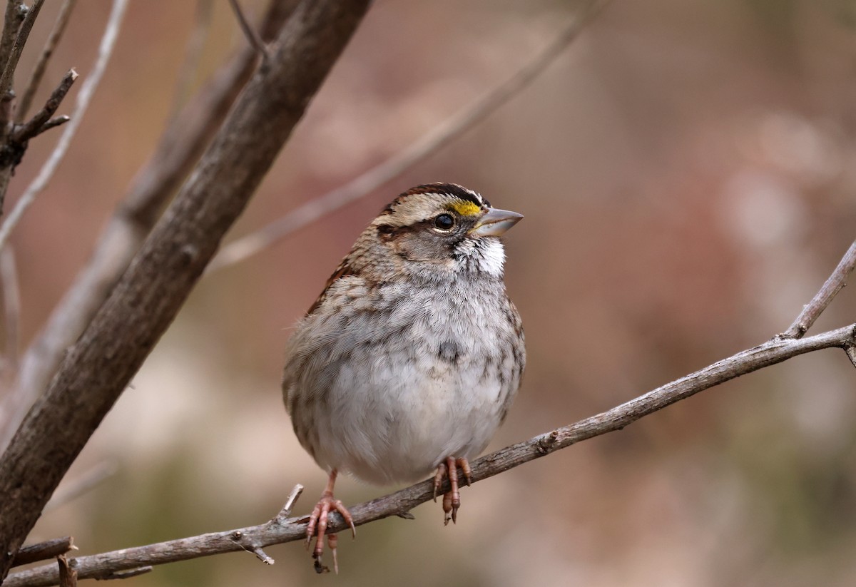 White-throated Sparrow - ML646116373