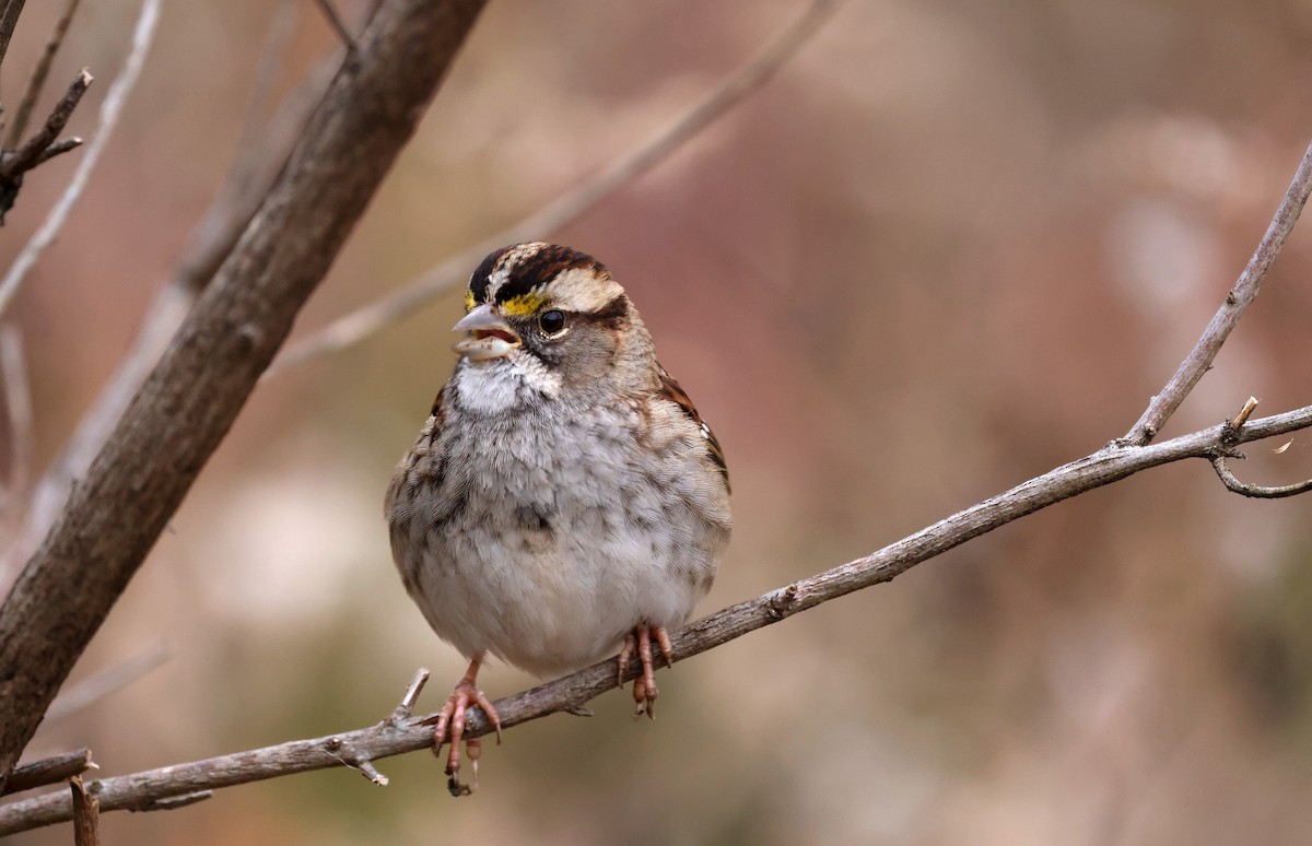 White-throated Sparrow - ML646116374