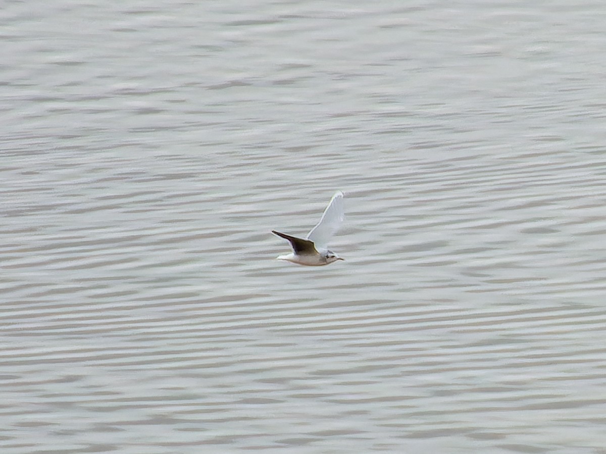 racek malý - ML646116380