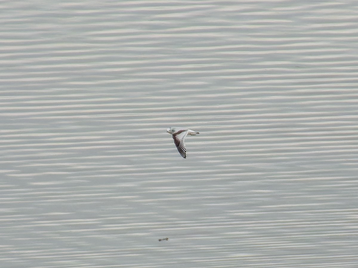 racek malý - ML646116382