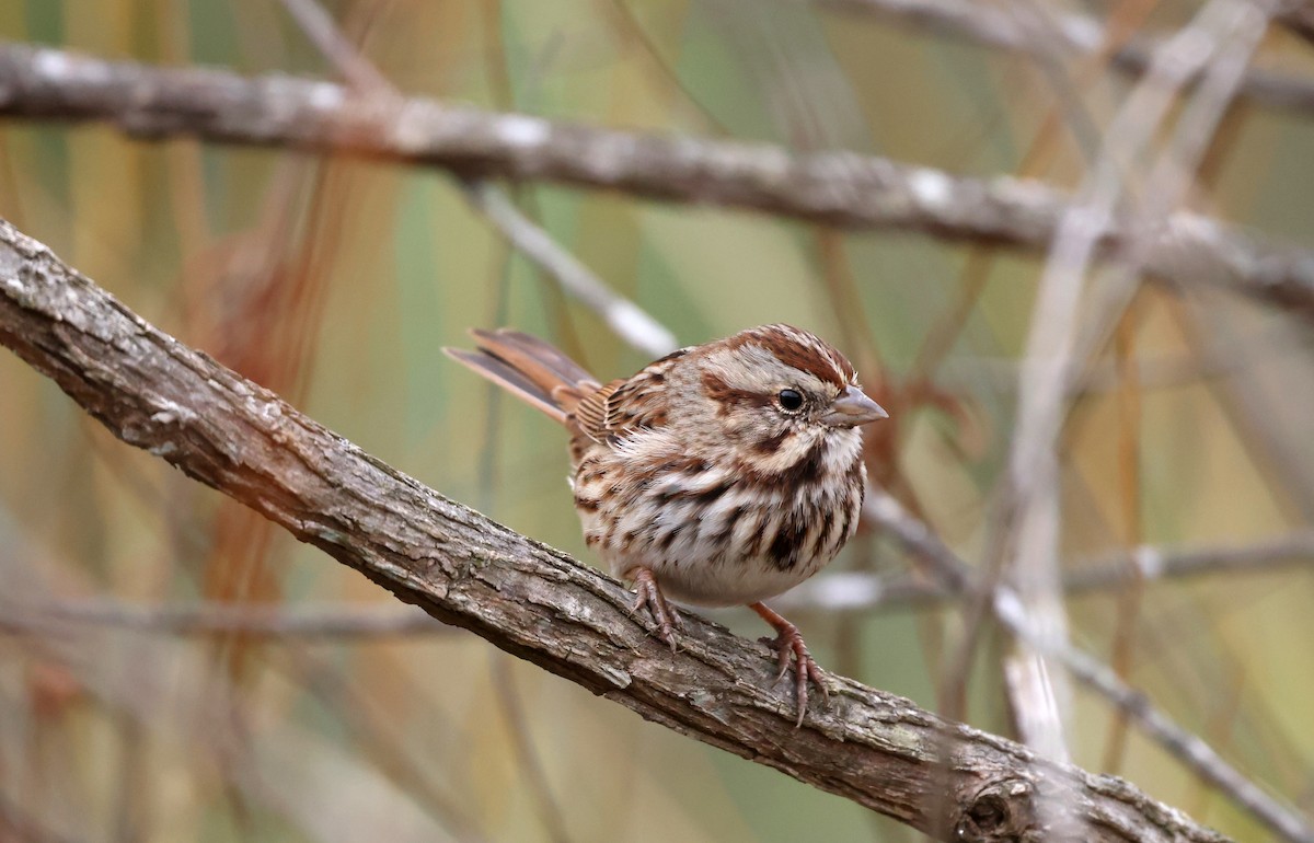 Song Sparrow - ML646116383