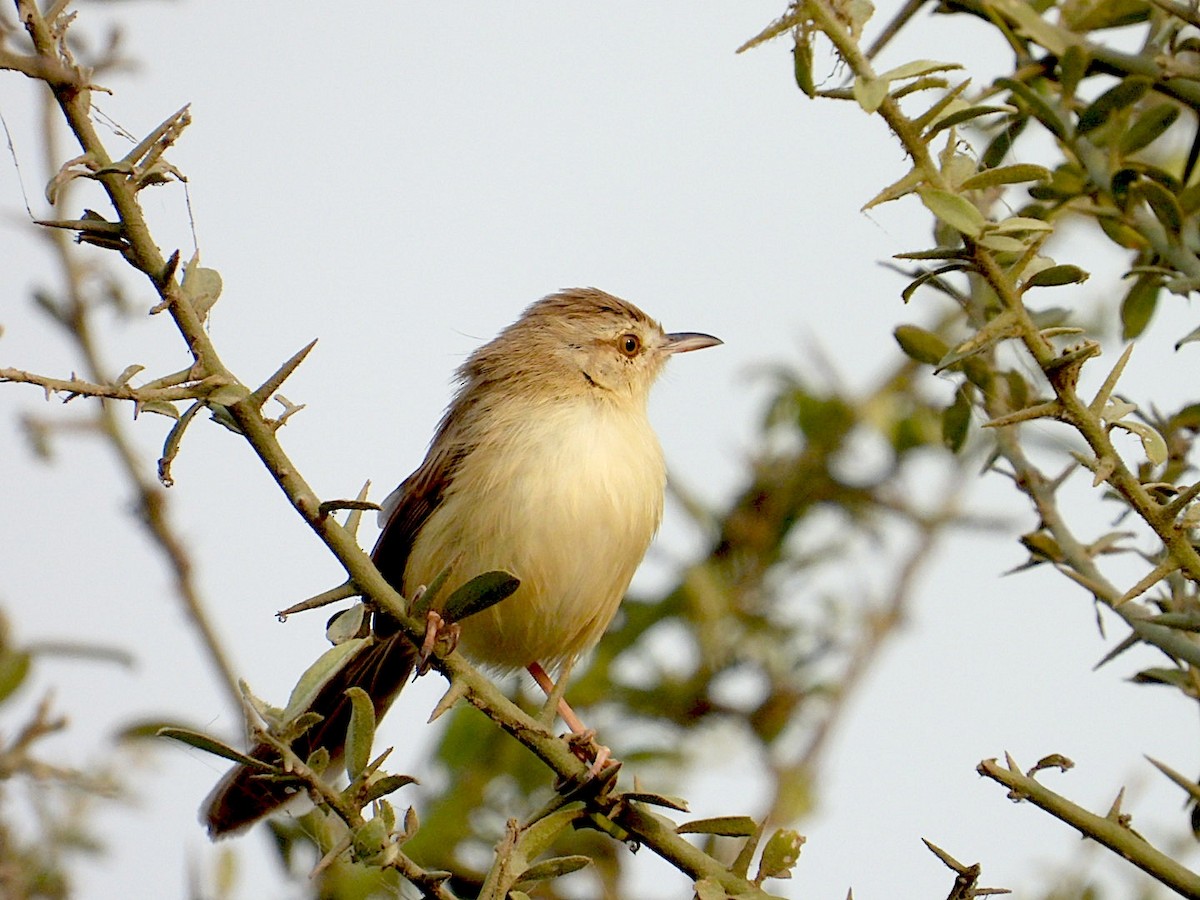 褐頭鷦鶯 - ML646116384