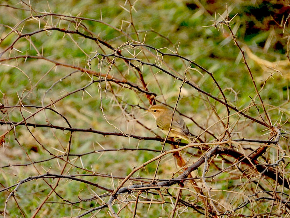 嘰喳柳鶯 - ML646116387