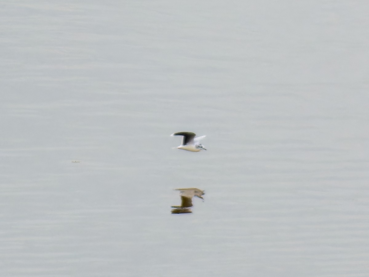 racek malý - ML646116390