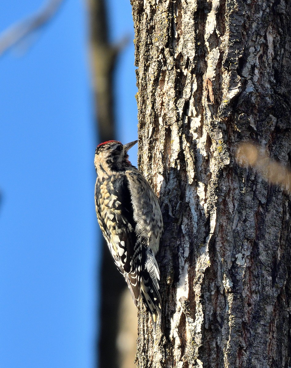Yellow-bellied Sapsucker - ML646116394