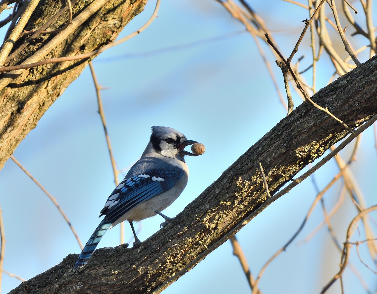 Blue Jay - ML646116397