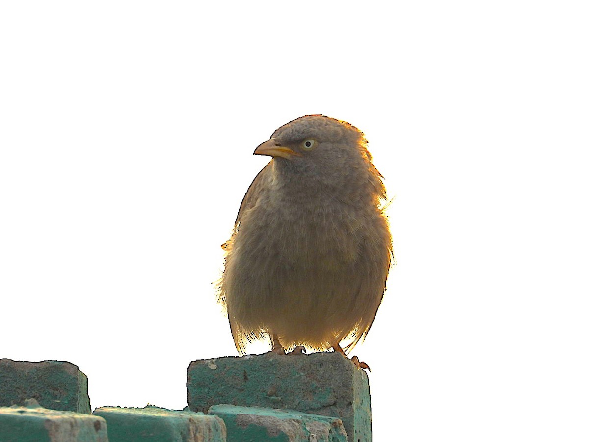Jungle Babbler - ML646116398